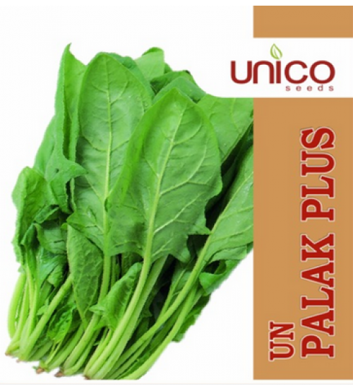 Spinach UN Palak Plus 1 Kg